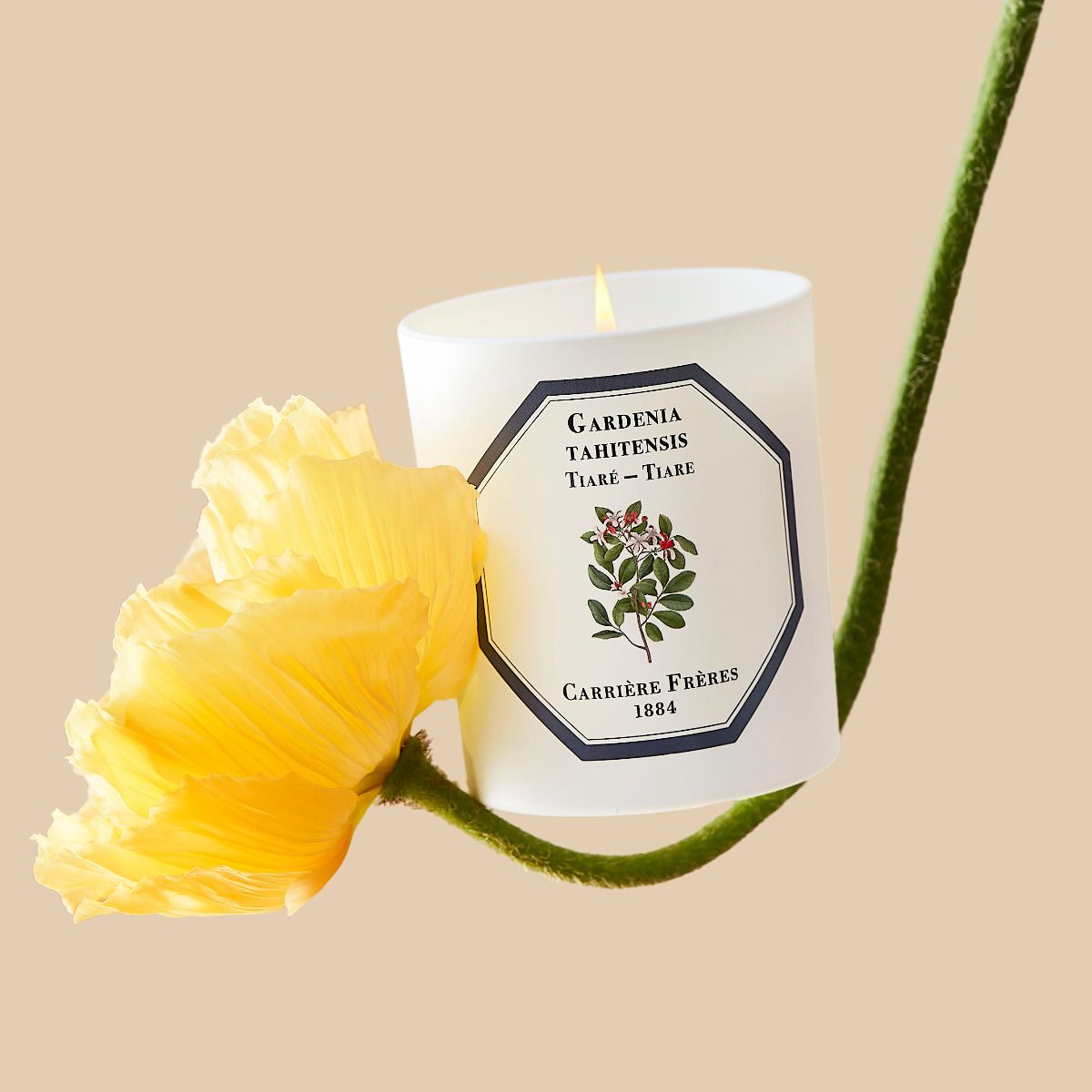 Carriere Freres Candle Tiare